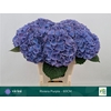 Hydrangea my beautiful riviera