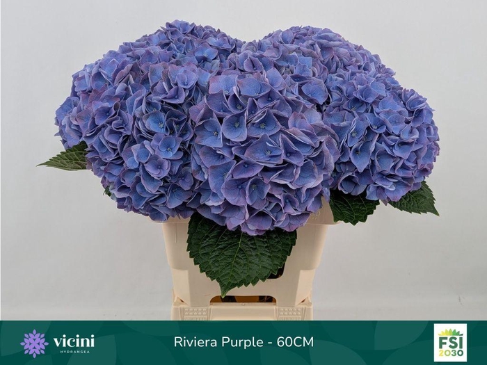 Hydrangea my beautiful riviera