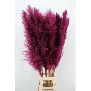 DF Pampas 130cm Bordeaux
