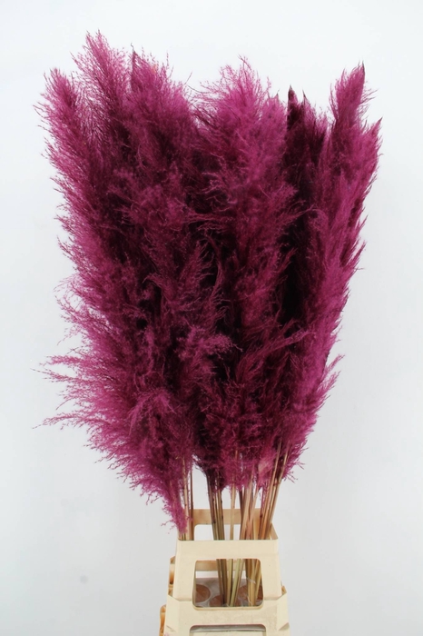 <h4>DF Pampas 130cm Bordeaux</h4>