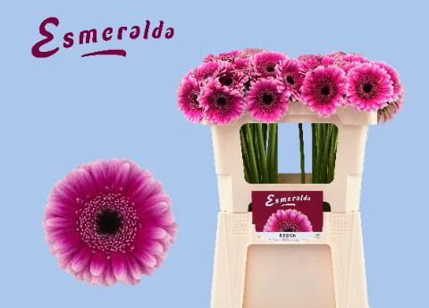 <h4>GE MI DESIGN</h4>