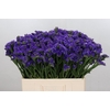 Limonium Navy Sun Birds