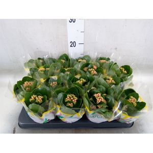 Kalanchoe blos. 'Calandiva Weaver'
