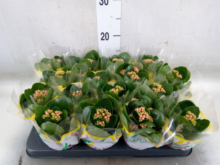 <h4>Kalanchoe blos. 'Calandiva Weaver'</h4>