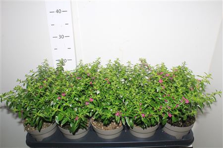 <h4>Cuph Hyssopifolia</h4>