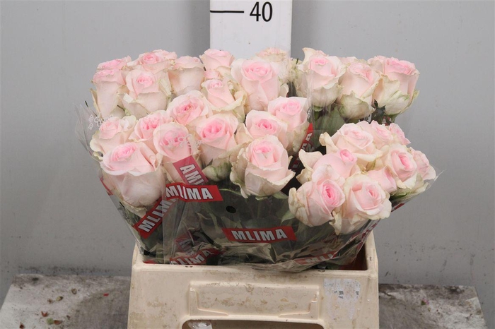 <h4>R Gr Revival Sweet</h4>