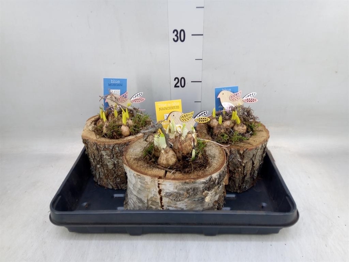 <h4>Arr. Bol/Knolgewas H%</h4>