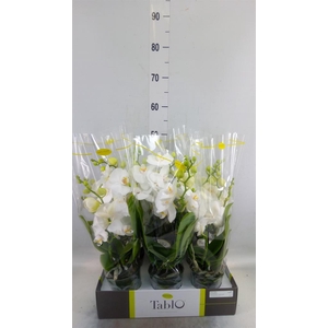 Phalaenopsis   ...white