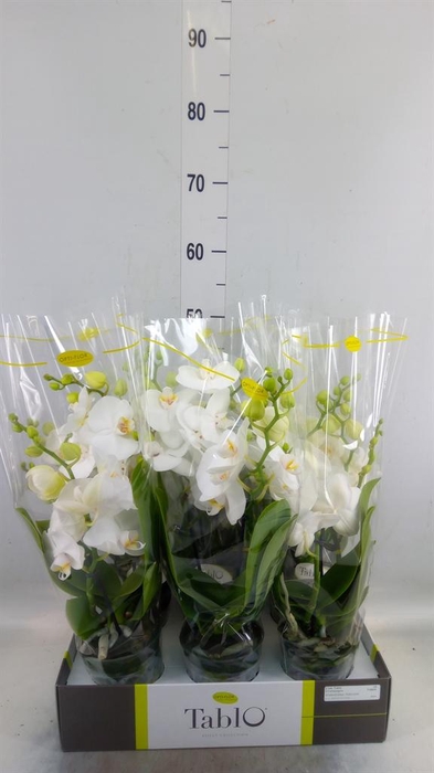 <h4>Phalaenopsis   ...white</h4>