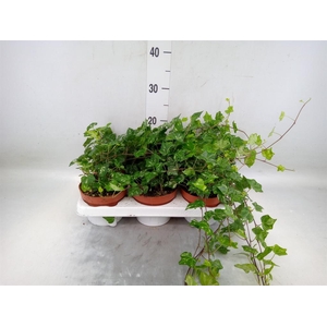 Hedera helix 'Kolibri'