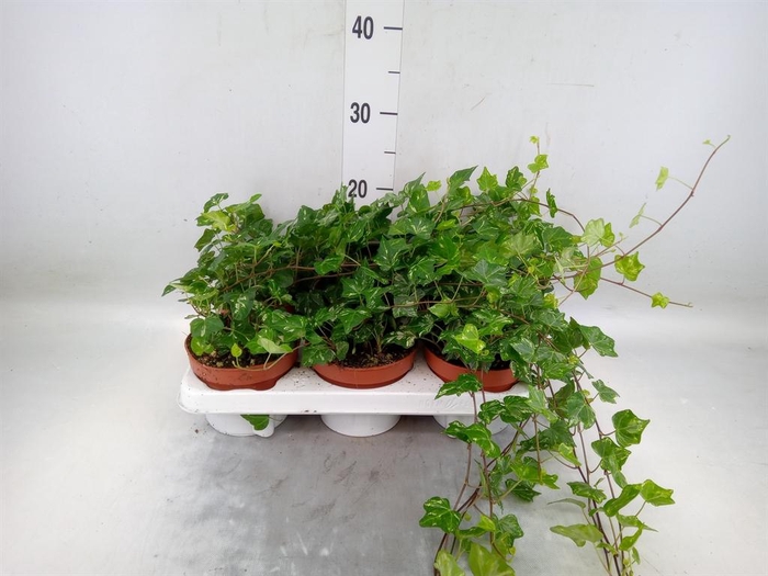 <h4>Hedera helix 'Kolibri'</h4>