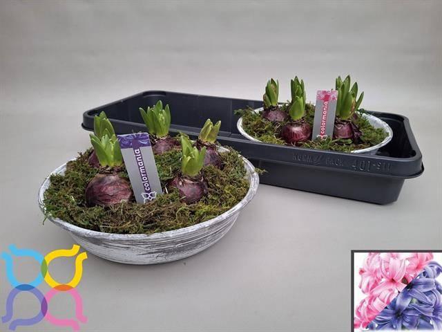 <h4>ARR HYACINTH</h4>