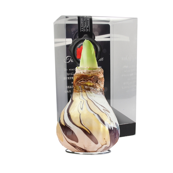 <h4>Amaryllis TOW Swirl Black 6x1, rode bloem, Plastic Giftbox</h4>