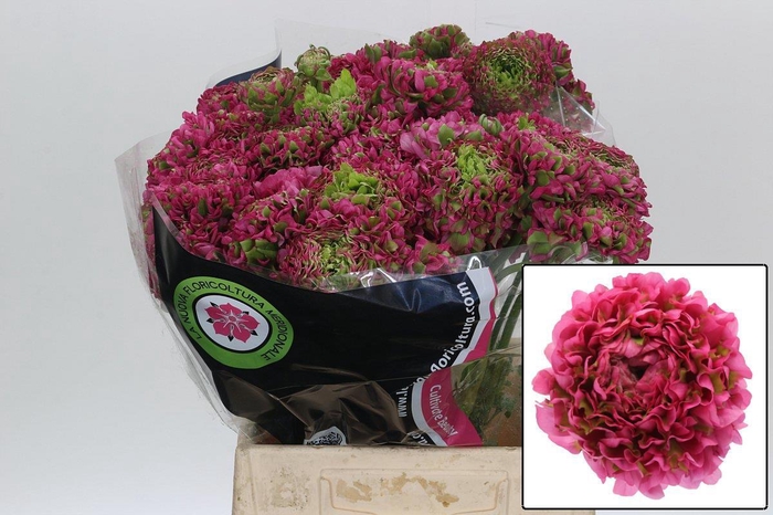 <h4>RAN PON PON FANNY</h4>