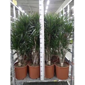 Dracaena marg.