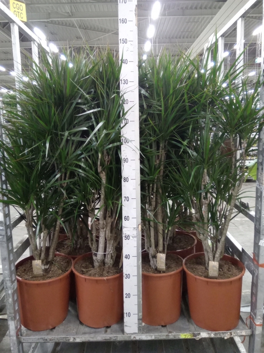 <h4>Dracaena marg.</h4>