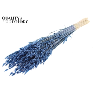 Avena Premium per bunch Blue