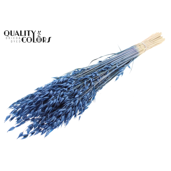 <h4>Avena Premium per bunch Blue</h4>