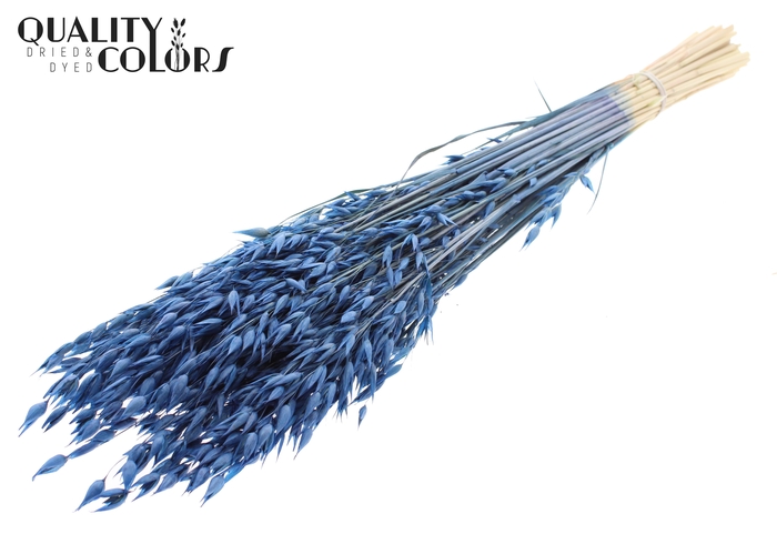 Avena Premium per bunch Blue