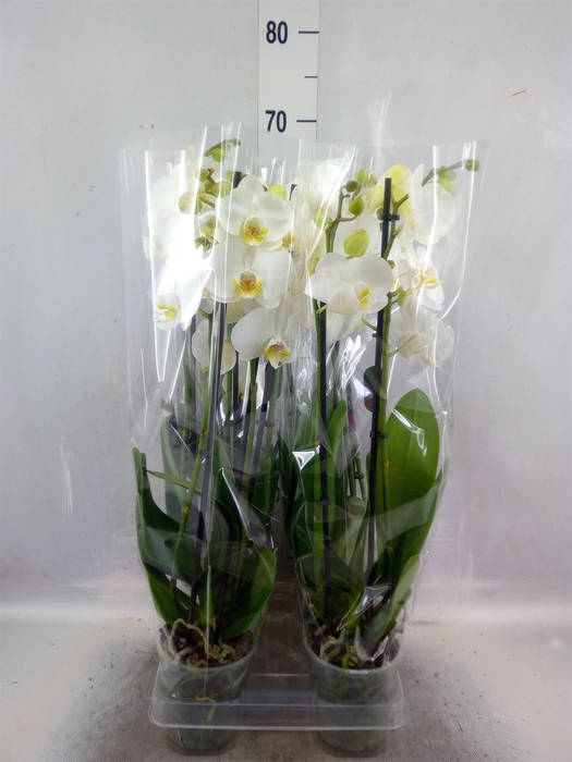 <h4>Phalaenopsis  'Ant Nottingham'</h4>