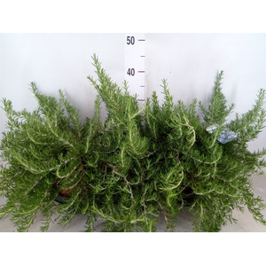 Rosmarinus officinalis 'Prostratus'