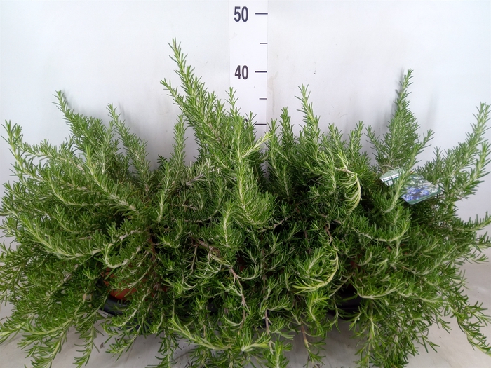 <h4>Rosmarinus officinalis 'Prostratus'</h4>