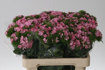 <h4>Di Barb Earl Bre Pink</h4>