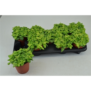 FITTONIA JOLY LEMON 12 CM