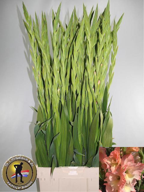 <h4>GLAD GR CARELESS</h4>