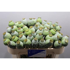Papaver Som Zaad Ball Daling