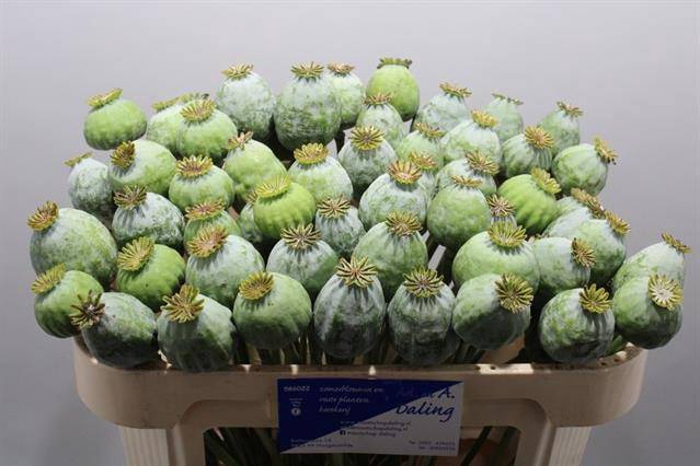 <h4>Papaver Som Zaad Ball Daling</h4>