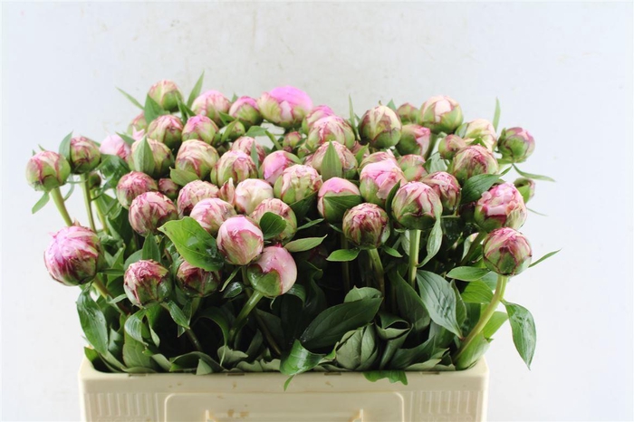 <h4>Paeonia Sarah Bernhard Pink</h4>
