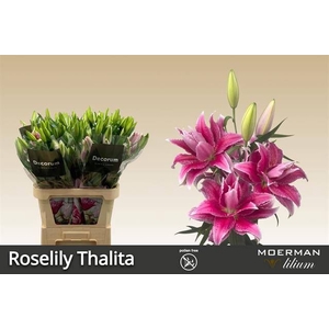 LI OR DU RL THALITA