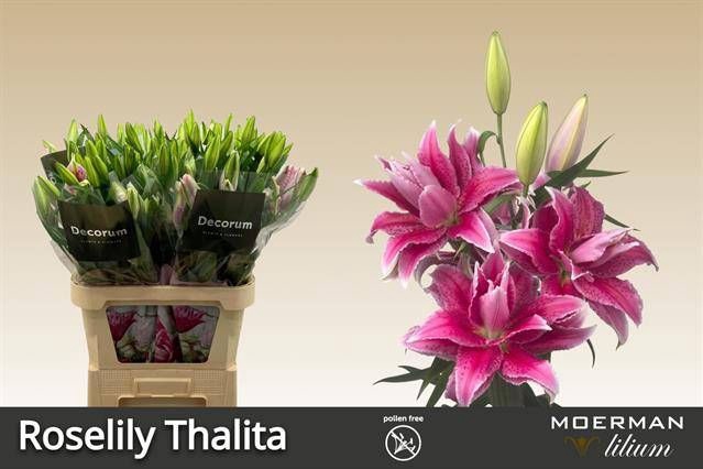 <h4>LI OR DU RL THALITA</h4>