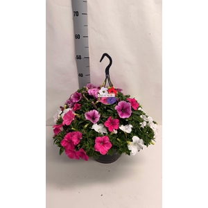 PET GEM IN POT
