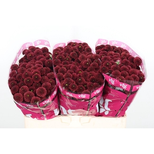 Chr San Aaa Purp Red