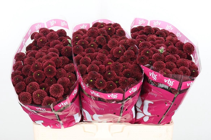 <h4>Chr San Aaa Purp Red</h4>