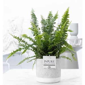 Nephrolepis Green Lady in P&PURE Jade pot