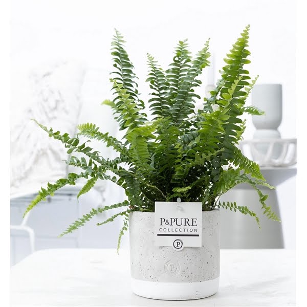 <h4>Nephrolepis Green Lady in P&PURE Jade pot</h4>