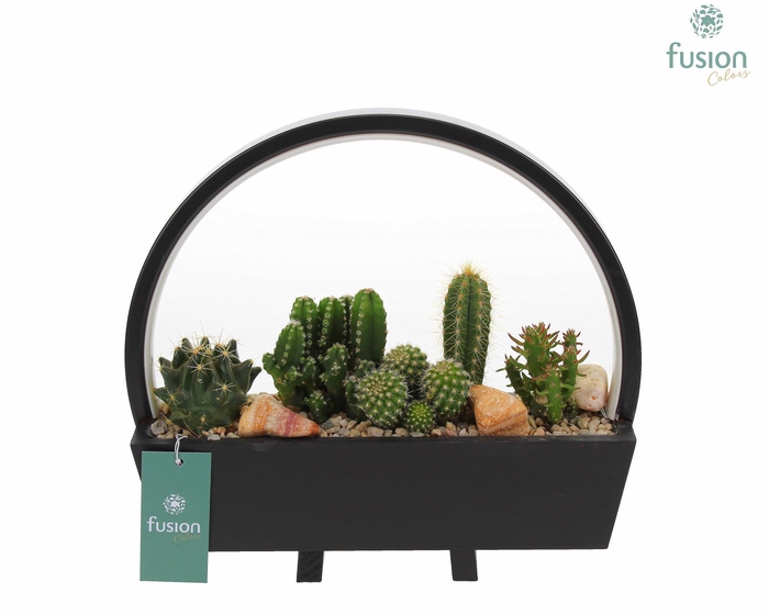 <h4>Lamp LED boog hout met Cactus mix</h4>