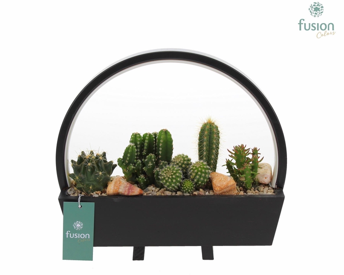 <h4>Lamp LED boog hout met Cactus mix</h4>