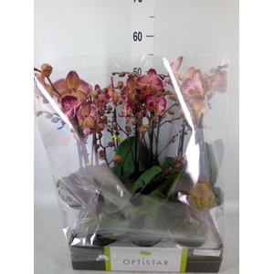 Phalaenopsis   ...red