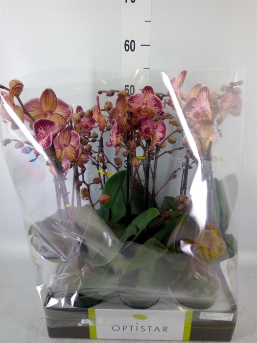 <h4>Phalaenopsis   ...red</h4>