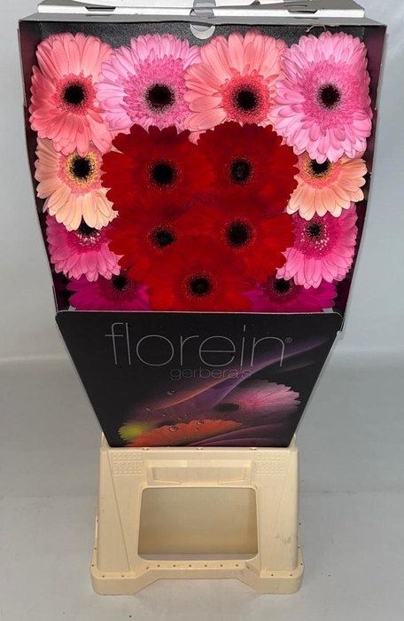 <h4>Gerbera Mix 4 kleuren Diamond</h4>