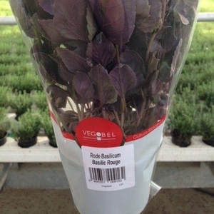 Basilicum Roodbladig P12