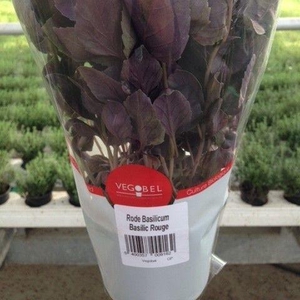 Basilicum Roodbladig P12