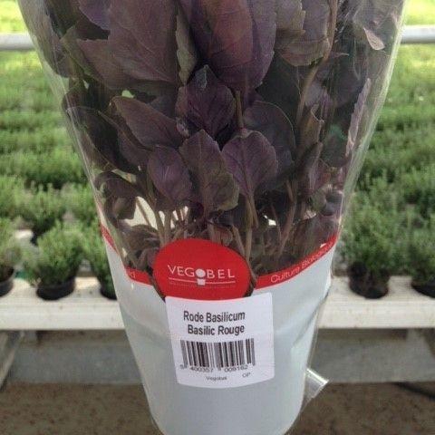 <h4>Basilicum Roodbladig P12</h4>