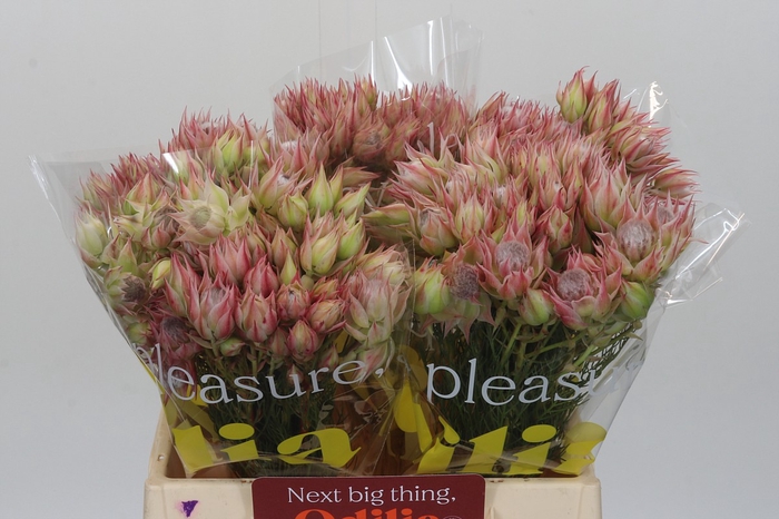 <h4>Blushing Bride Pink 6/9 Flowers</h4>
