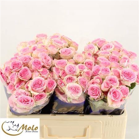 <h4>Rosa tros Dinara</h4>