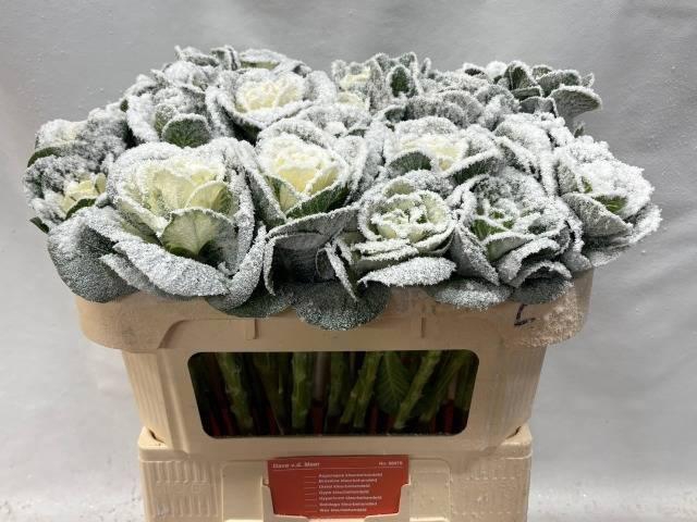 <h4>BRASS KLB H%</h4>